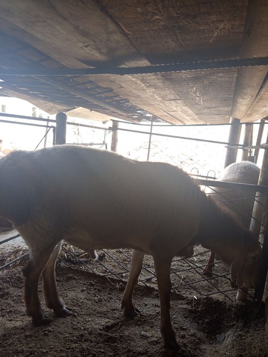 Qoʻchqor zotli gigand