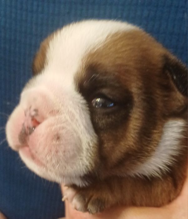 Щенки английского  бульдога