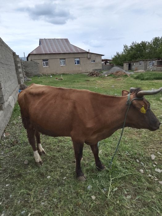 Сауым сиыр,бұзауымен