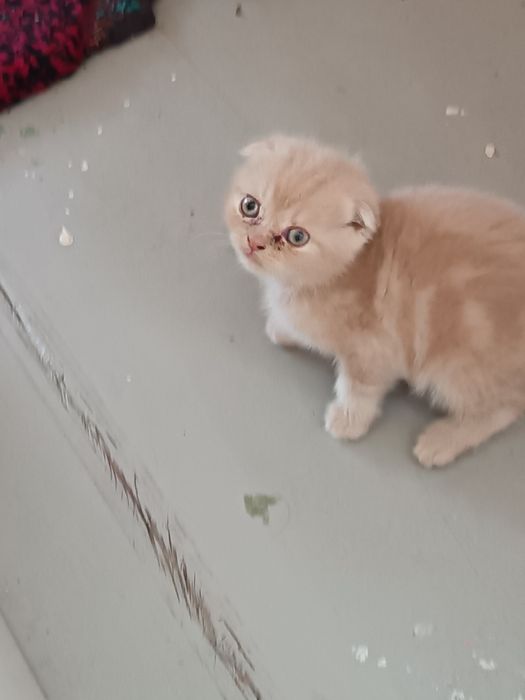 Scottish fold va strayt mushukchala