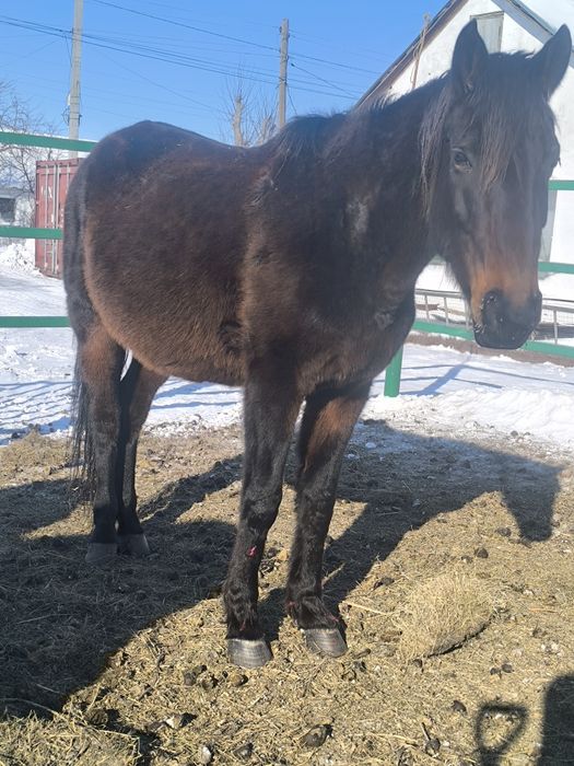 Кобыла молочная спокойная