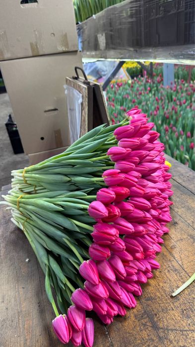 Тюльпаны  Доствка