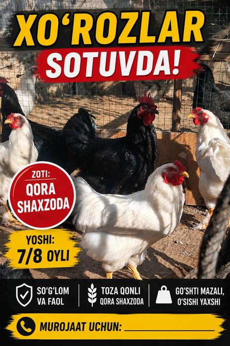 Sog‘lom, baquvvat va faol Qora Shaxzoda zotli xo‘rozlar sotiladi.