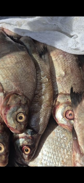 Свежая рыба оптом