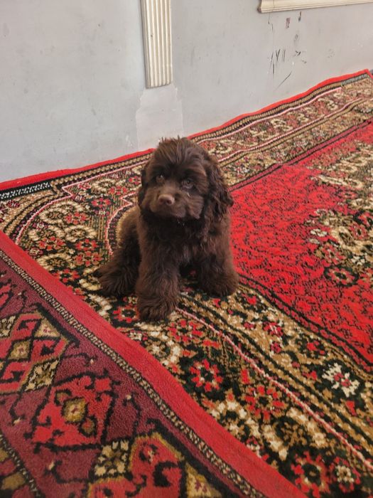 Амерканиске спанел