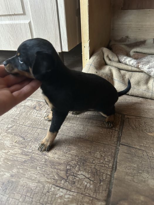 Мини пинчер мъжко и женско