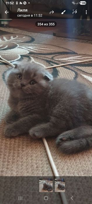 Продаётся классный мальчик фолд