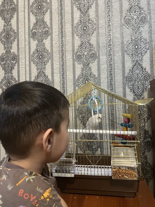 Продам Волнистого попугая