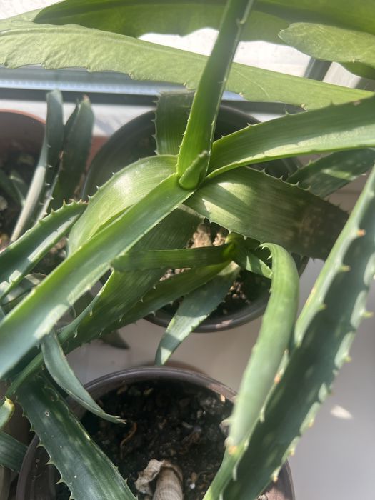 Алоэ вера оптом 4 штуки=1500 тенге