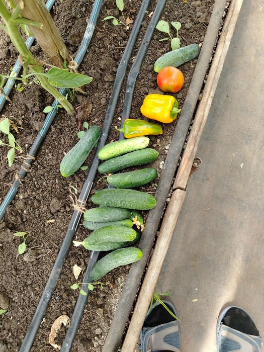 Продам огурцы домашние, вкусные