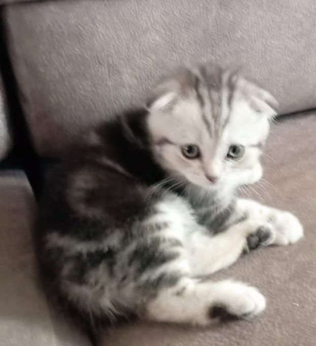 Продаю котят, Шотландских