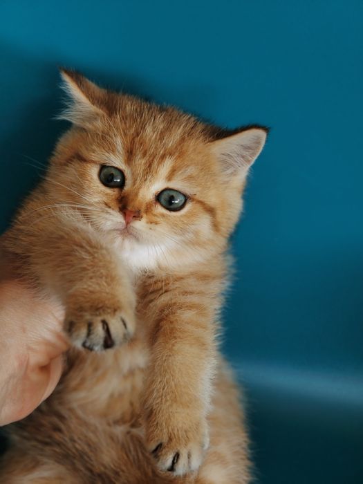 Котята Золотые Шиншиллы