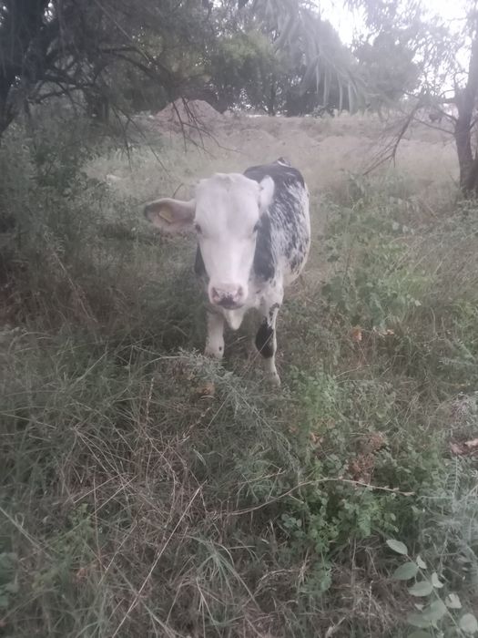 Продам телята и бычок