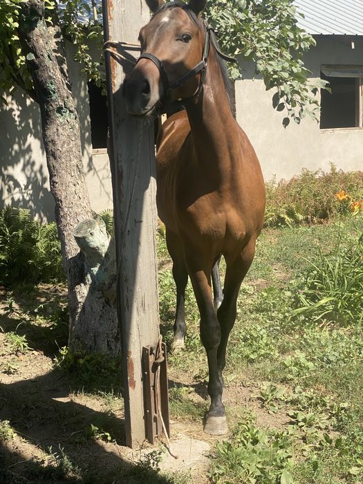 Англоарабская лошадь