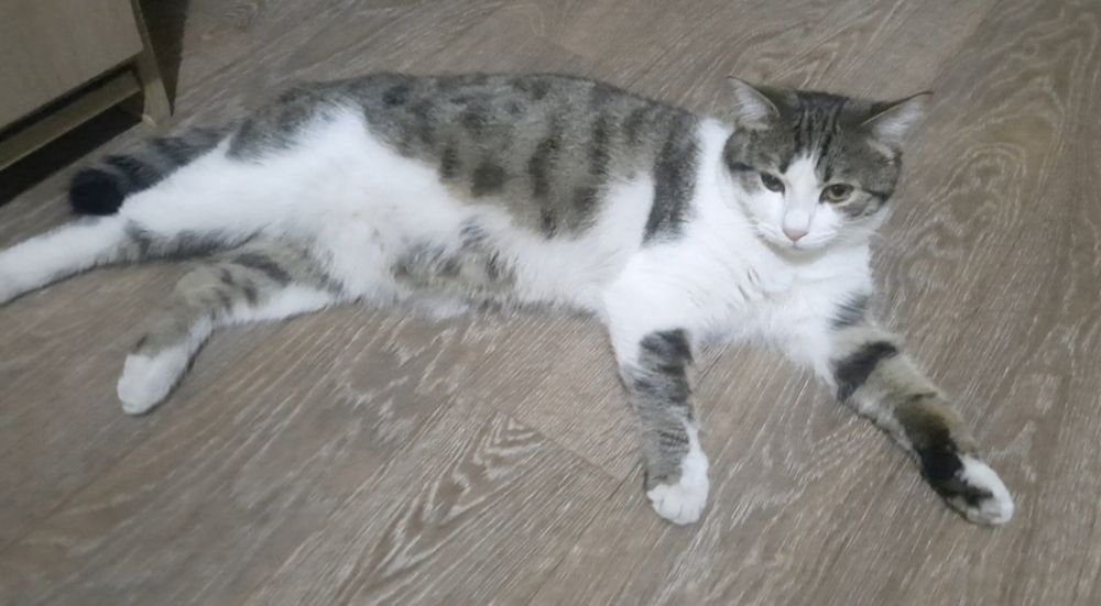 Пропал кот Талгар, Бірлік