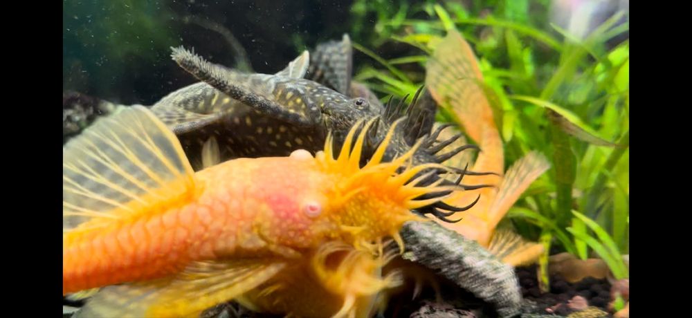 Сомики Анцитрусы