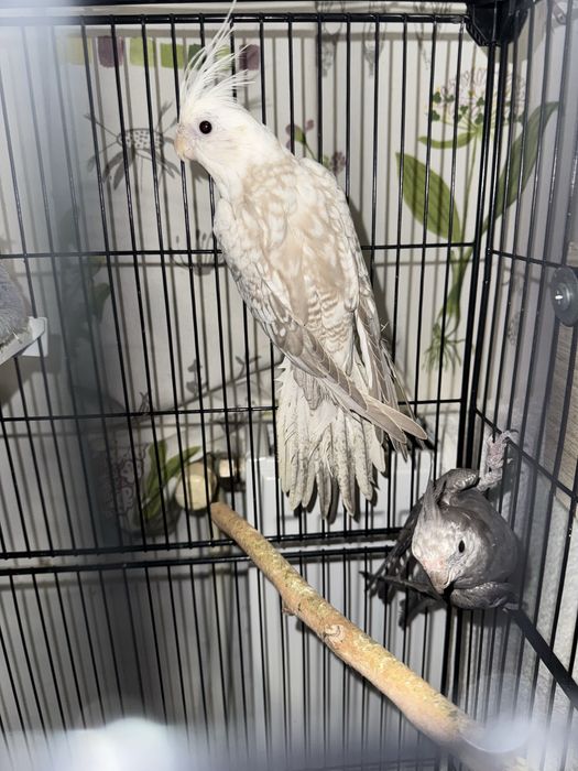 Pereche papagali nimfe(cocktail)