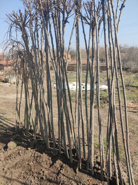 Плачеща Черница , Кълбовидна Акация