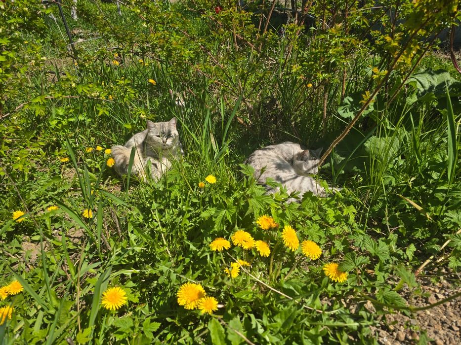 отдам в добрые руки