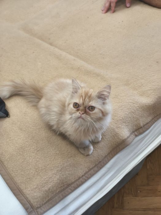 Персийско женско коте