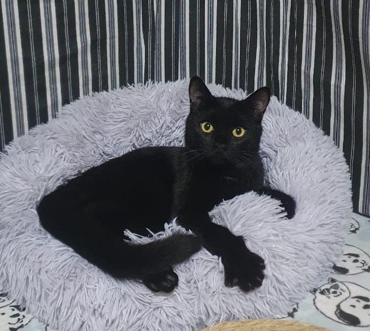 Котик подросток, кастрирован