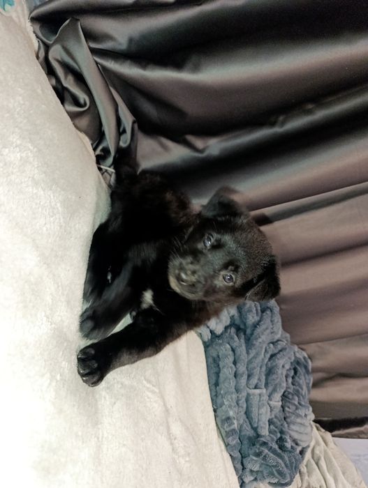 Продам щенка девочку