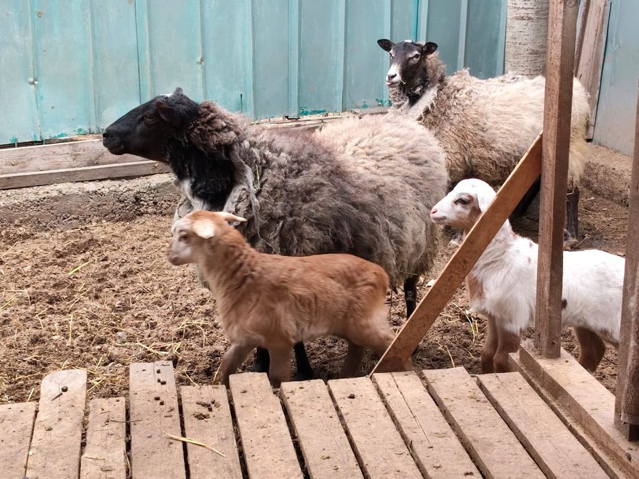 Овцы с ягнятами продам