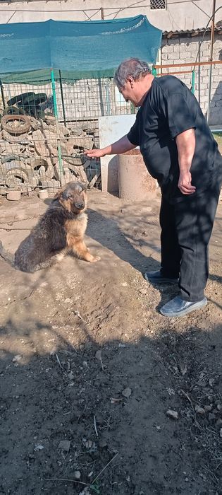 Продается овчарка