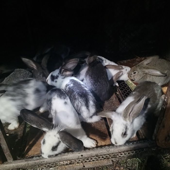 Кролики молодняк продам