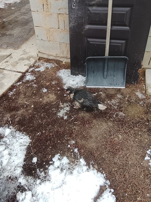 Продам  индаутка. срочно