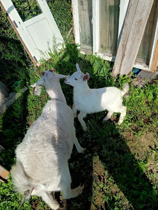 Ешки жане теке сатылады