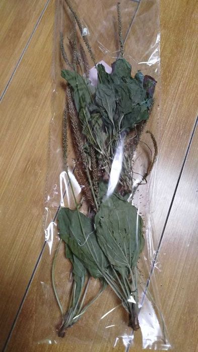 Подорожник пучковой