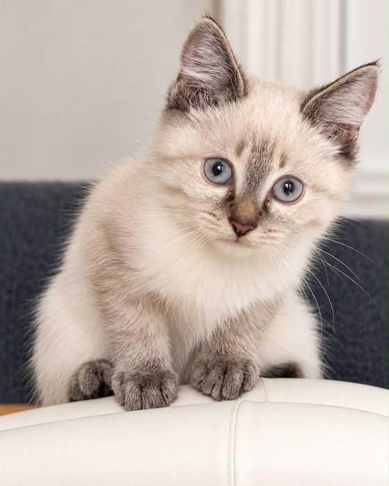 Котёнок Саймон,красавчик!