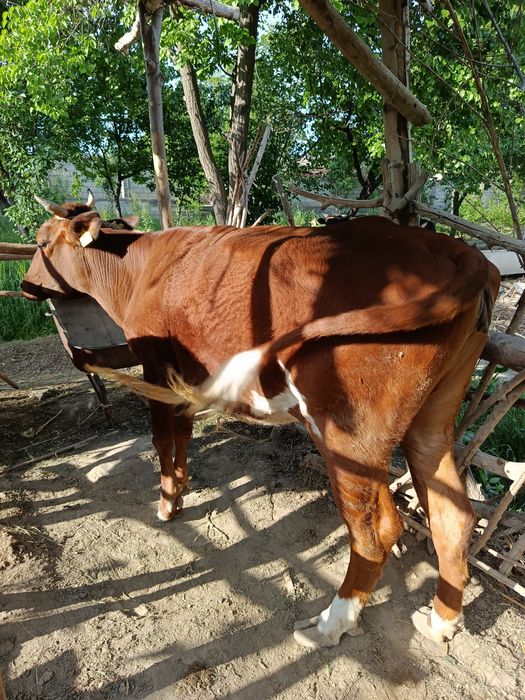 Sigir 2 ta tuqqan yosh semiz  qisir sigir sotiladi