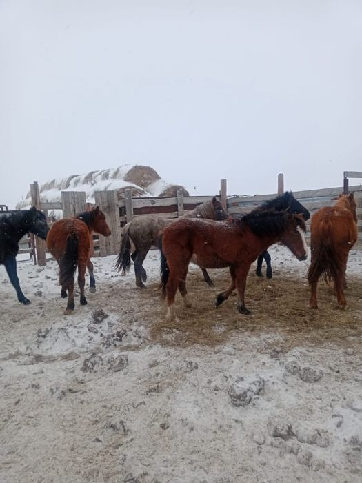 продам таев девочек