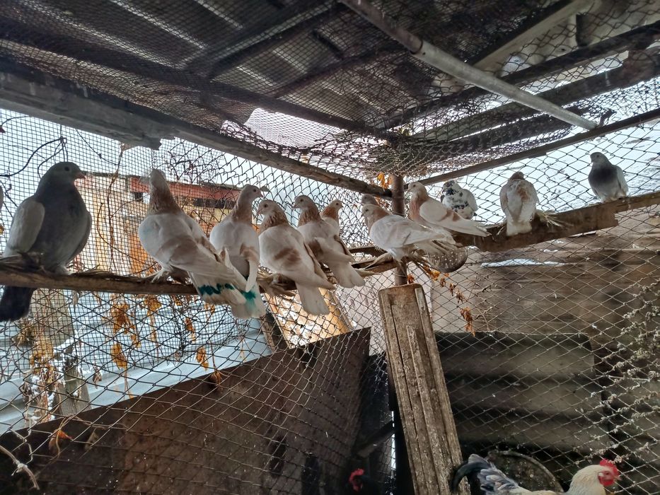 Продам голубей тасманы