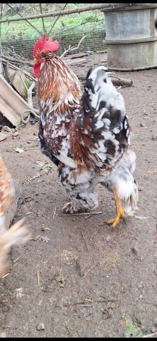 Vând cocos are 8 lluni