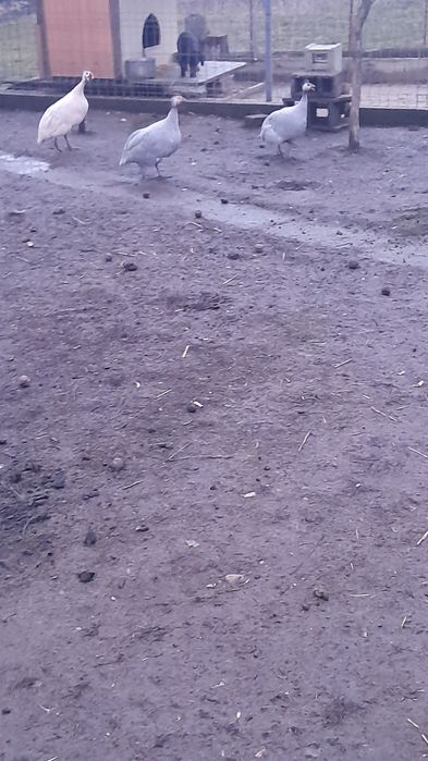 Bibilici de vânzare