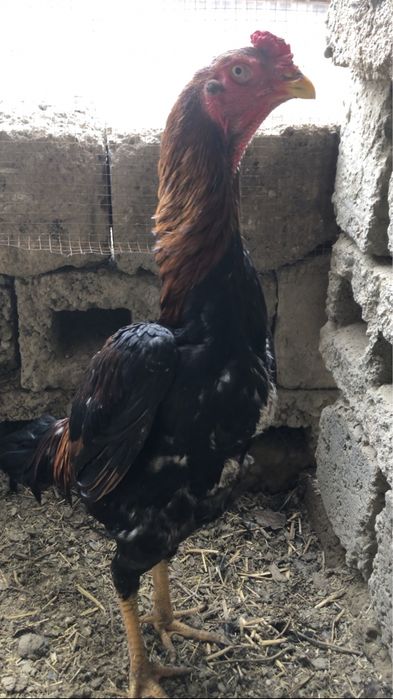 Тоза қон япон хуроз сотилади