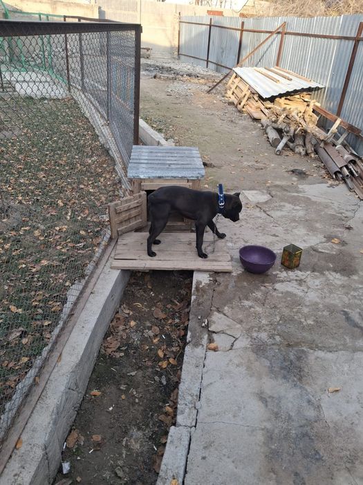 Сабака котята..олд