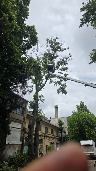 Taiere toaletare copaci evacure rezultat lemnos în tot Bucureștiul