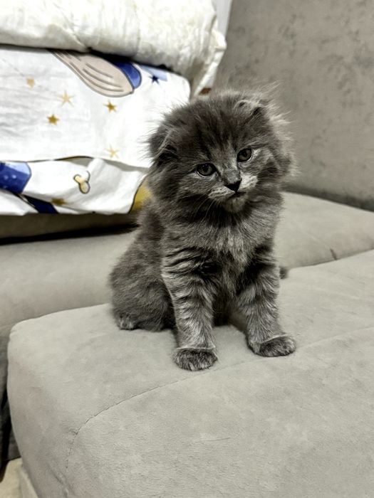 Вислоухий котенёк, серого дымчатого окраса