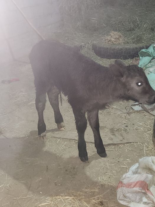 Бузау сатылады сут ишетин