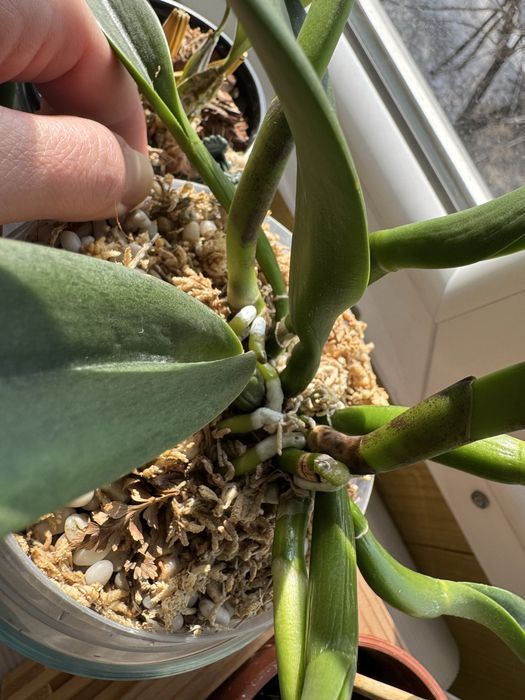 Орхидея Каттлея