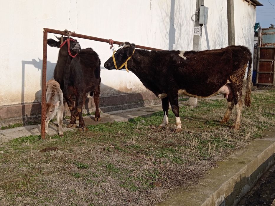 Боласи бука она бола сотилади