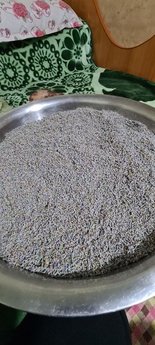 Floare de lavanda uscata  ( intermedia groso)  si ulei de lavanda .