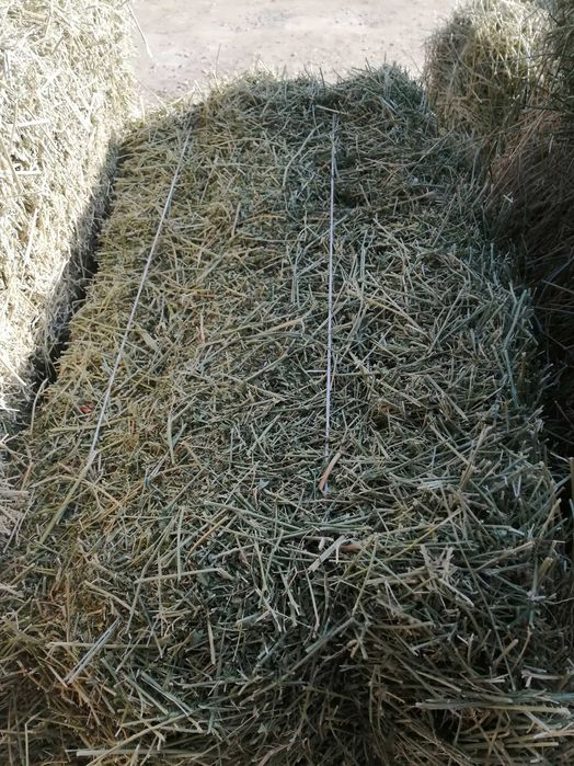 Beda piris sotiladi sorochni