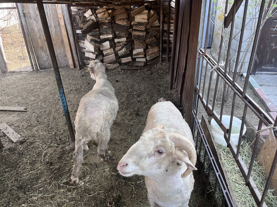 Продам баранов