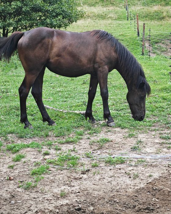 Vând mânză un an si patru luni