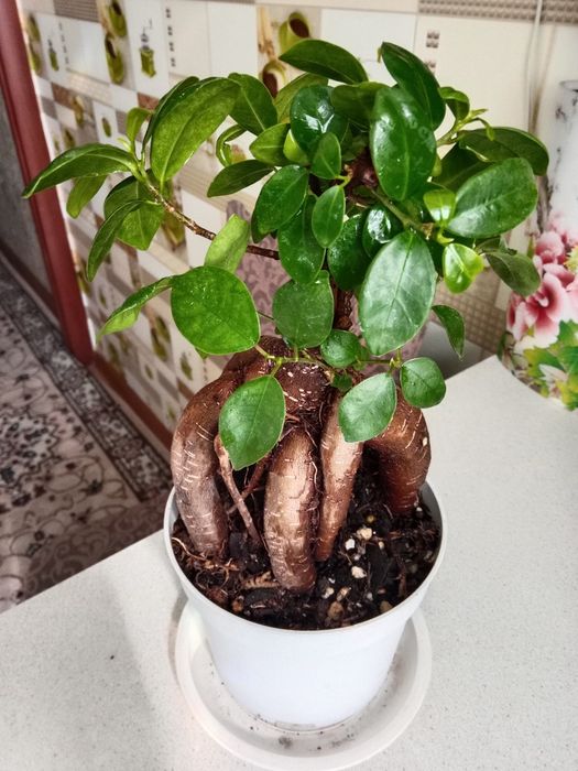 Фикус бансай продам